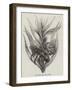 The Robber Crab (Birgus Latro)-null-Framed Giclee Print