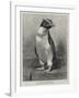 The Rock Hopper Penguin-null-Framed Giclee Print