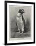 The Rock Hopper Penguin-null-Framed Giclee Print