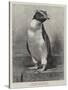 The Rock Hopper Penguin-null-Stretched Canvas