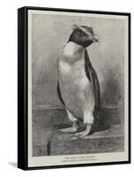 The Rock Hopper Penguin-null-Framed Stretched Canvas