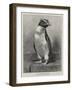 The Rock Hopper Penguin-null-Framed Giclee Print