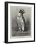 The Rock Hopper Penguin-null-Framed Giclee Print