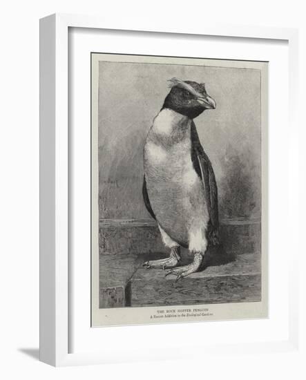 The Rock Hopper Penguin-null-Framed Giclee Print