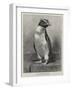 The Rock Hopper Penguin-null-Framed Giclee Print