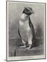 The Rock Hopper Penguin-null-Mounted Giclee Print