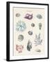 The Rockpool-The Vintage Collection-Framed Giclee Print