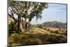 The rocky countryside outside of the village of Relva, Portugal-Mark A Johnson-Mounted Photographic Print