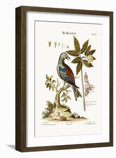 The Roller, 1749-73-George Edwards-Framed Giclee Print