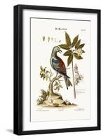 The Roller, 1749-73-George Edwards-Framed Giclee Print