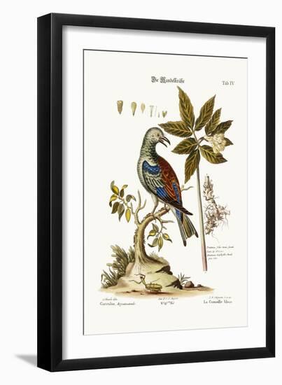 The Roller, 1749-73-George Edwards-Framed Giclee Print