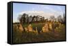 The Rollright Stones, a Bronze Age Stone Circle, Chipping Norton, Oxfordshire, Cotswolds, England-Stuart Black-Framed Stretched Canvas