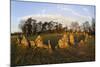 The Rollright Stones, a Bronze Age Stone Circle, Chipping Norton, Oxfordshire, Cotswolds, England-Stuart Black-Mounted Photographic Print
