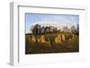 The Rollright Stones, a Bronze Age Stone Circle, Chipping Norton, Oxfordshire, Cotswolds, England-Stuart Black-Framed Photographic Print