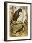 The Rook and the Lark-English School-Framed Giclee Print