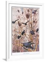 The Rookery, Illustration from 'Country Ways and Country Days'-Louis Fairfax Muckley-Framed Giclee Print