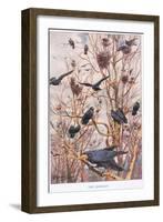 The Rookery, Illustration from 'Country Ways and Country Days'-Louis Fairfax Muckley-Framed Giclee Print