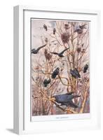 The Rookery, Illustration from 'Country Ways and Country Days'-Louis Fairfax Muckley-Framed Giclee Print