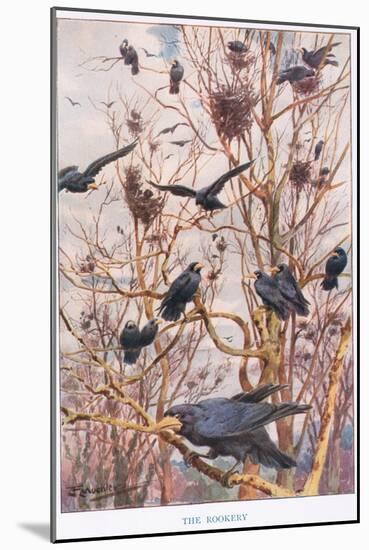 The Rookery, Illustration from 'Country Ways and Country Days'-Louis Fairfax Muckley-Mounted Giclee Print