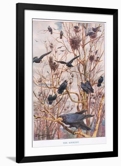 The Rookery, Illustration from 'Country Ways and Country Days'-Louis Fairfax Muckley-Framed Premium Giclee Print