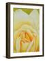The Rose, 1995-Myung-Bo Sim-Framed Giclee Print