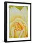 The Rose, 1995-Myung-Bo Sim-Framed Giclee Print