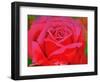 The Rose, 1995-Myung-Bo Sim-Framed Giclee Print