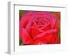 The Rose, 1995-Myung-Bo Sim-Framed Giclee Print