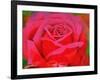 The Rose, 1995-Myung-Bo Sim-Framed Giclee Print