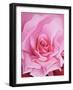 The Rose, 2001-Myung-Bo Sim-Framed Giclee Print