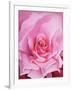 The Rose, 2001-Myung-Bo Sim-Framed Giclee Print