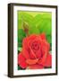 The Rose, 2003 (Oil on Canvas)-Myung-Bo Sim-Framed Giclee Print