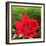 The Rose, 2003-Myung-Bo Sim-Framed Giclee Print