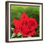 The Rose, 2003-Myung-Bo Sim-Framed Giclee Print