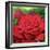 The Rose, 2003-Myung-Bo Sim-Framed Giclee Print