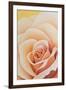 The Rose, 2003-Myung-Bo Sim-Framed Giclee Print