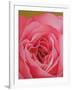 The Rose, 2004 (Oil on Canvas)-Myung-Bo Sim-Framed Giclee Print