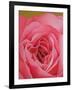 The Rose, 2004 (Oil on Canvas)-Myung-Bo Sim-Framed Giclee Print