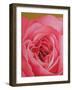 The Rose, 2004 (Oil on Canvas)-Myung-Bo Sim-Framed Giclee Print