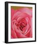 The Rose, 2004 (Oil on Canvas)-Myung-Bo Sim-Framed Giclee Print