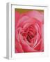 The Rose, 2004 (Oil on Canvas)-Myung-Bo Sim-Framed Giclee Print