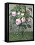 The Rose Bush-Christie Loumand-Framed Stretched Canvas