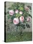 The Rose Bush-Christie Loumand-Stretched Canvas