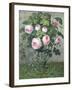 The Rose Bush-Christie Loumand-Framed Giclee Print