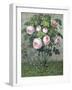 The Rose Bush-Christie Loumand-Framed Giclee Print