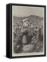 The Rose Harvest at Florence-Herbert Johnson-Framed Stretched Canvas