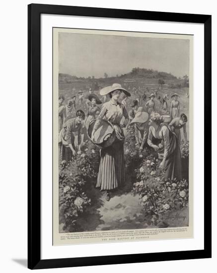 The Rose Harvest at Florence-Herbert Johnson-Framed Giclee Print