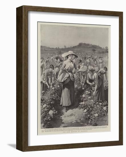 The Rose Harvest at Florence-Herbert Johnson-Framed Giclee Print