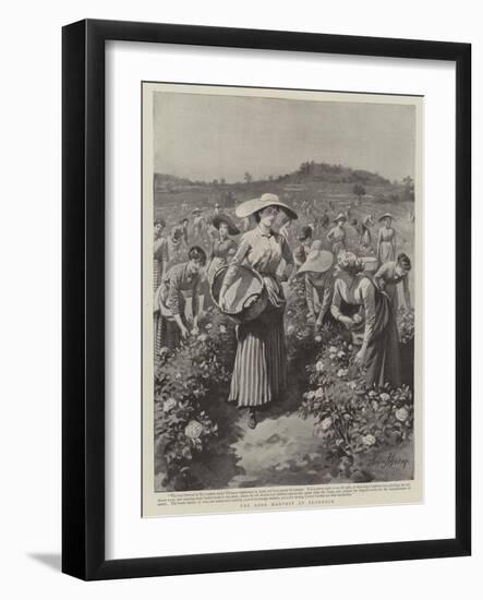 The Rose Harvest at Florence-Herbert Johnson-Framed Giclee Print