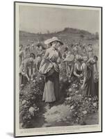 The Rose Harvest at Florence-Herbert Johnson-Mounted Giclee Print